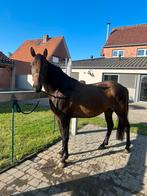 4 jarige D-pony, Dieren en Toebehoren, Pony's, Ruin, Zadelmak, 3 tot 6 jaar