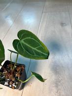 Anthurium Magnificum x Besseae Aff., Ophalen of Verzenden