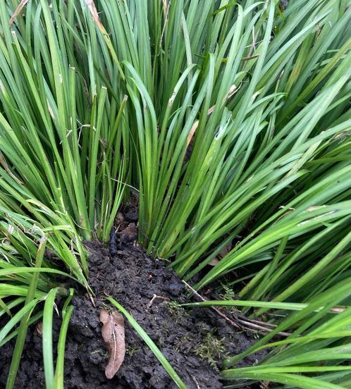 Zoethoutgras, Tuin en Terras, Planten | Tuinplanten, Vaste plant, Siergrassen, Halfschaduw, Zomer, Ophalen