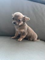 Chichuahua, België, Particulier, Reu, 8 tot 15 weken