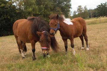 Shetland merrie 🩷 & Shetland hengstje 🩵 beschikbaar voor biedingen