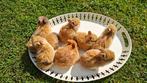 Mix kleurdwerg + leeuwenkop en mix kleurdwerg + minilop tam, Dieren en Toebehoren, Hangoor