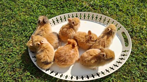Mix kleurdwerg + leeuwenkop en mix kleurdwerg + minilop tam, Dieren en Toebehoren, Konijnen, Hangoor
