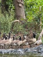 Canadese ganzen, Dieren en Toebehoren