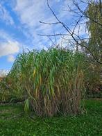 Te geef: Miscanthus / Prachtriet, Tuin en Terras, Ophalen, Vaste plant, Siergrassen