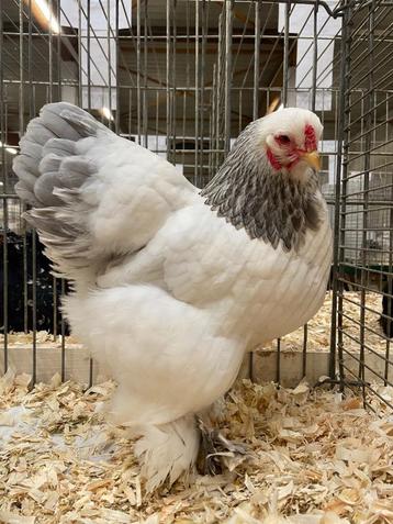 Brahma beschikbaar voor biedingen