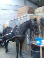 paard in koets, Dieren en Toebehoren, Rijtuigen en Koetsen, Paard