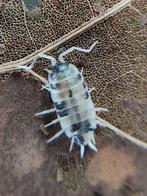 Porcelio leavis oreo cookie