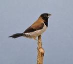 Molukken bronzeman, Dieren en Toebehoren, Vogels | Overige Vogels, Meerdere dieren, Tropenvogel, Geringd