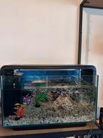 Aquarium, Dieren en Toebehoren, Vissen | Aquaria en Toebehoren, Ophalen, Zo goed als nieuw