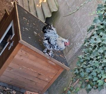Mooi haantje mechelse koekoek x zijdehoen beschikbaar voor biedingen