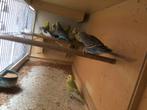 Jonge Grasparkietjes, Dieren en Toebehoren, Vogels | Parkieten en Papegaaien