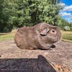 Cavia zeugjes te koop, Dieren en Toebehoren, Knaagdieren, Januari, Meerdere dieren, Cavia