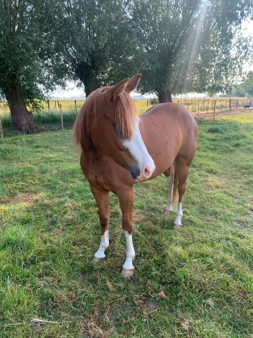 Quarter merrie 04/2020, Dieren en Toebehoren, Paarden, Merrie, Zadelmak, Minder dan 160 cm, 3 tot 6 jaar, Westernpaard, Met stamboom