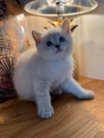 Brits korthaar, Kater, Gechipt, 0 tot 2 jaar