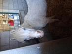 Verzorgen van dieren tijdens vakantie of ziekte, Dieren en Toebehoren, Stalling en Weidegang