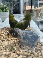 Verschillende EAM-onafscheidelijke, Dieren en Toebehoren, Vogels | Parkieten en Papegaaien, Papegaai