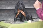 Engelse cocker spaniël pups, Dieren en Toebehoren, Honden | Retrievers, Spaniëls en Waterhonden, België, 15 weken tot 1 jaar, Meerdere