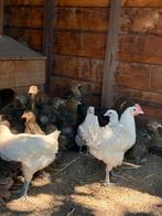 Jonge poules de bresse hennen, Dieren en Toebehoren
