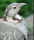 Gezocht Himalaya koningshoen (Tetraogallus himalayensis)