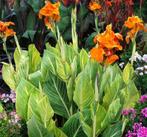 canna in pot verschillende rassen, Ophalen