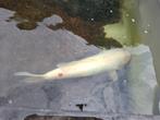 Koi, Dieren en Toebehoren, Vissen | Vijvervissen