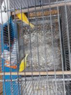 Kanarie, Dieren en Toebehoren, Mannelijk, Kleurkanarie