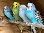 Jonge Grasparkieten uit 2025, Dieren en Toebehoren, Meerdere dieren, Parkiet