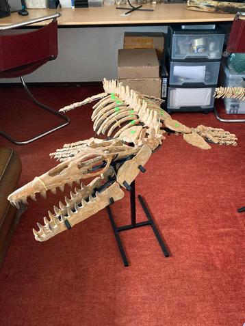 Squelette fossile de mosasaure - L'ère des dinosaures.