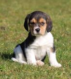 Beagle pup, Dieren en Toebehoren, België, Beagle, CDV (hondenziekte), 8 tot 15 weken