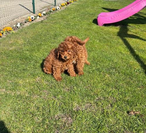 Poedel dwergpoedel pups, Dieren en Toebehoren, Honden | Chihuahua's en Gezelschapshonden, Meerdere dieren, Poedel, Fokker | Professioneel