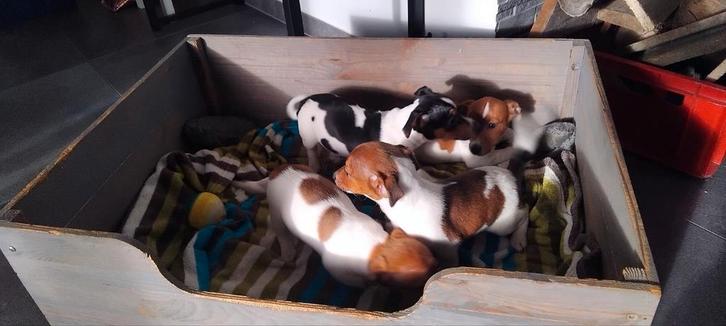Kortpotige jack Russell pupjes, Dieren en Toebehoren, Honden | Jack Russells en Terriërs, Meerdere dieren, Jack Russell Terriër