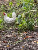 Toom leghorn kippen, Dieren en Toebehoren, Pluimvee