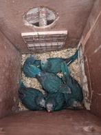 Blauwe Kakariki's om tam te maken, Dieren en Toebehoren, Vrouwelijk, Parkiet, Geringd