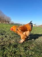 Brahma haan, Mâle, Poule ou poulet