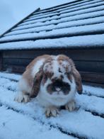 Super mooi nederlands dwerg hangoortje, Dieren en Toebehoren, Konijnen, Dwerg