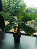 Bananenboom., Ophalen