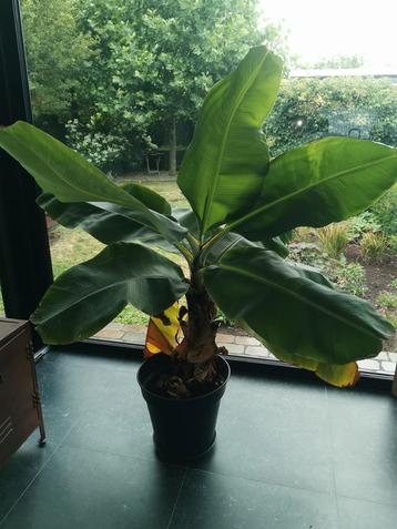 Bananenboom.  beschikbaar voor biedingen