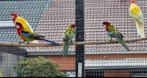 2 Rosella's Lutino & 2 Prachtrosella's 2025, Meerdere dieren, Parkiet, Geringd