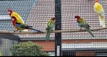 2 Rosella's Lutino & 2 Prachtrosella's 2025 beschikbaar voor biedingen