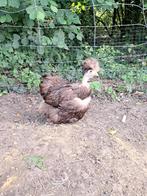 Te ruil: Usa zijdehoen motteld gladveer hen, Dieren en Toebehoren, Pluimvee, Vrouwelijk, Kip