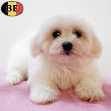 Havanezer puppy's te koop (Belgisch) beschikbaar voor biedingen