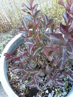 Plantes a vendre