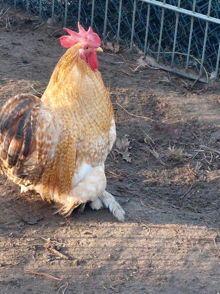 Cochin kriel hanen 2025 glad krul zijde, Dieren en Toebehoren, Pluimvee