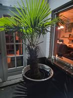 Palmboom, Tuin en Terras, Planten | Bomen, Ophalen, Palmboom