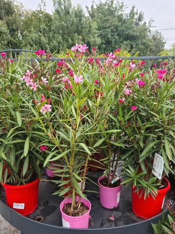 Nerium Oleander  beschikbaar voor biedingen