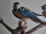 ❤️❤️❤️  BLAUWGELE ARA IS EEN POP 8 JAAR OUD, Dieren en Toebehoren, Vrouwelijk, Papegaai, Pratend