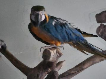 ❤️❤️❤️  BLAUWGELE ARA IS EEN POP 8 JAAR OUD  beschikbaar voor biedingen