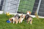 Beagle kruising corgi pups, België, 15 weken tot 1 jaar, Overige rassen, Parvo