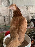 Franse vechters, Dieren en Toebehoren